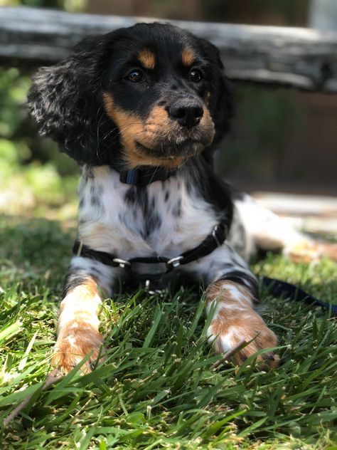 French Brittany Spaniel, Wedding Challenge, French Brittany, Dog Types, Brittany Spaniel Dogs, Dog Corner, Bird Dog, Brittany Spaniel, Dog List