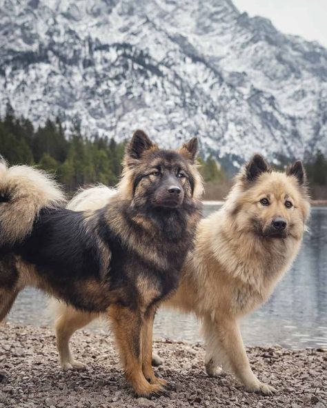 15+ Big Fluffy Dog Breeds That Are Made For Cuddling Big Fluffy Dog Breeds, Big Breed Dogs, Cute Dog Breeds Medium, Big Dog Breeds Gentle Giant, Small Fluffy Dogs, Cute Big Dogs, Protective Dog Breeds, Mountain Dog Breeds, Medium Dog Breeds