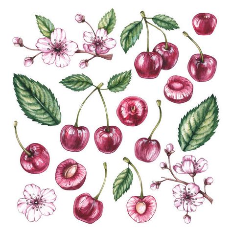 2,758 Cherry Tree Drawings Stock Photos, Pictures & Royalty-Free Images - iStock Cherry Wine Tattoo, Cherry Tree Drawing, Cherries Drawing, Fruit Tattoos, Shein Ideas, 2025 Journal, Cherry Drawing, Wine Tattoo, Cherries Painting