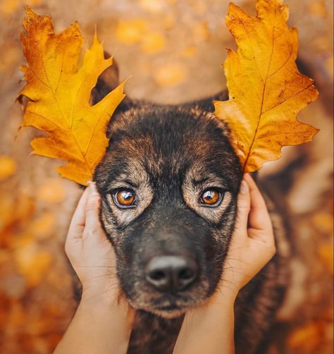 Fall Dog Photos, Dog Owner Photoshoot, Pet Photography Poses, Family Dog Photos, Dog Foto, Autumn Animals, Dog Photoshoot, City Dog, Fall Dog