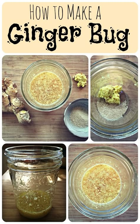 how to make a ginger bug Fermented Beverages, Fermented Recipes, Fermenting Foods, Fermented Drinks, Ginger Bug, Homemade Soda, Probiotic Drinks, Water Kefir, Fermentation Recipes