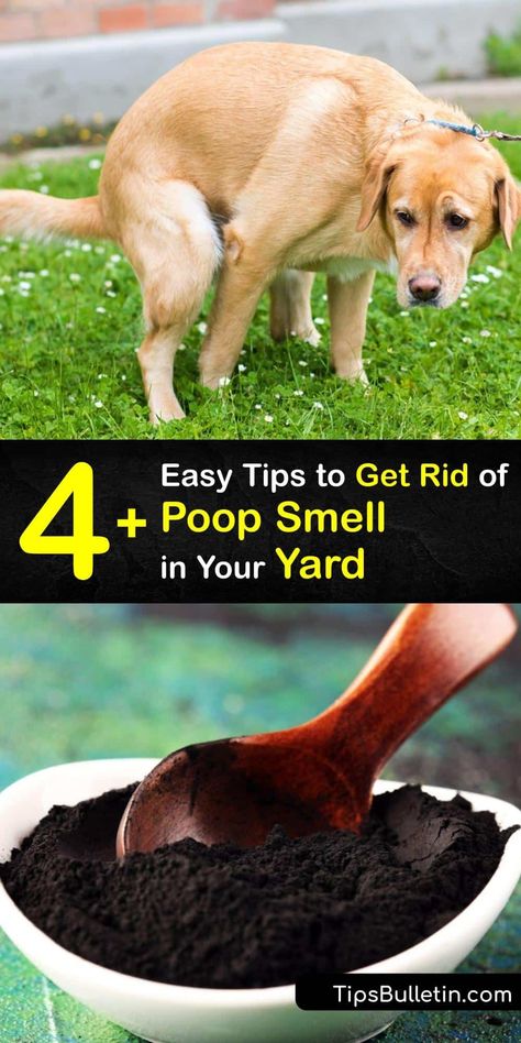 Pet odor ruins your outdoor space, whether it’s cat pee or dog poop smell. Use household items like baking soda and white vinegar to clear the stench of cat poop and urine, or an unpleasant dog smell from your surroundings, and reclaim your backyard. #getridof #poop #smell #outside How To Neutralize Dog Urine In Yard, Diy Dog Pee Repellent, How To Get Dog Urine Smell Out Of Artificial Turf, Dog Pee Post Ideas, Outdoor Dog Pee Area, How To Eliminate Pet Odor Urine Smells, How To Keep Dogs From Pooping In My Yard, Dog Odor Eliminator Diy, Dog Poop Area Backyard