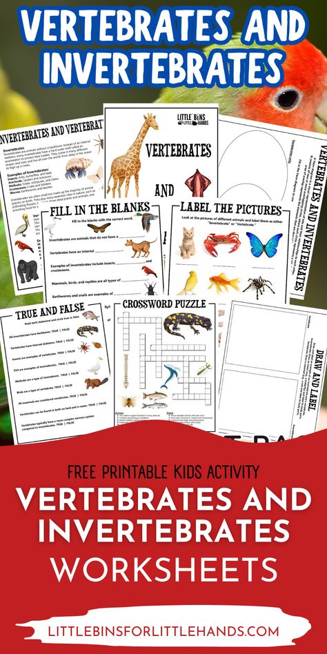 Check out these Vertebrates and Invertebrates Worksheets for kids. These printable vertebrate and invertebrate worksheets provide a fun way for kids to learn about animals. These worksheets are perfect for elementary and early middle school kids. Invertebrates Activities For Kids, Vertebrates And Invertebrates Worksheets, Invertebrates And Vertebrates, Invertebrates Animals, Worksheets For Elementary, Vertebrates And Invertebrates, Animal Classification, Easy Science Experiments, Elementary Activities