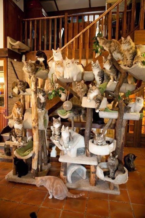 Katt Diy, Cool Cat Trees, Cat Patio, Cat Tree House, Diy Cat Tree, Cat House Diy, Cat Towers, Cat Post, Lots Of Cats