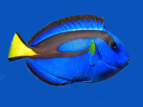 Blue Tang Fish, Mandarin Fish, Blue Tang, Salt Water Fish, Saltwater Tank, Marine Aquarium, Aquatic Animals, Blue Fish, Saltwater Aquarium