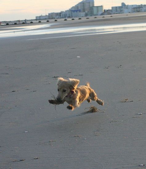 Ahhh so cute, just like Bella! Long Haired Miniature Dachshund, Dachshund Breed, English Cream, Dachshund Funny, Clever Dog, Miniature Dachshunds, Dapple Dachshund, Long Haired Dachshund, Popular Dog Breeds