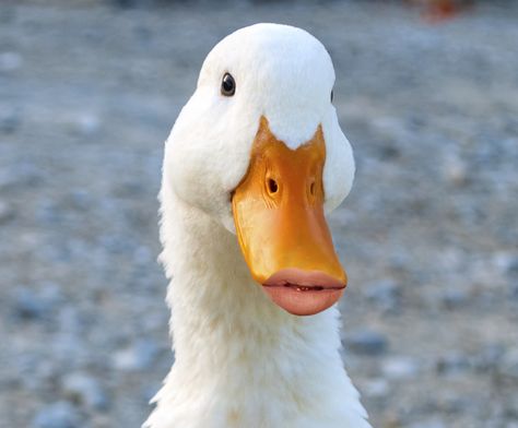 10 Ducks With Human Lips Duck Quotes, Nails Duck, Duck Pictures, Lips Photo, Giant Animals, Pet Ducks, Wild Duck, Duck Face, Big Animals