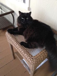 Fluffy Black Cat, Cat Pretty, Black Kitties, Black Cat Aesthetic, Norwegian Forest Cat, White Cats, Fluffy Cat, Cat Aesthetic, Cute Cats And Dogs