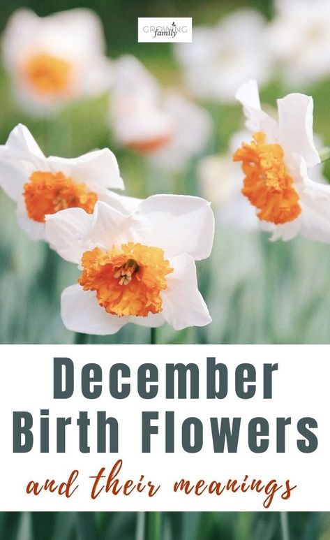 What Is Decembers Birth Flower, December Flower Narcissus, Birth Flower For December, Narcissus Flower Meaning, December Flower Tattoo Birth Month, December Birth Flower Tattoo Narcissus, December Birth Flowers, December Birth Flower Narcissus, Birth Flower December