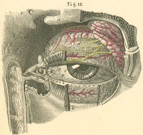 Eye Medical Illustration, Eye Medical, Collage Ephemera, Moon Stars Art, Anatomy Images, Vintage Anatomy, Scientific Drawing, Eye Anatomy, Medical App