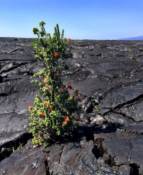 In Hawaii, Ohi'a Lehua is the only tree that thrives on lava land. Ohia Lehua Flower, Flowers For Love, Flowers Of Hawaii, Hibiscus Schizopetalus, Ohia Lehua, Sc Logo, Love Is In Bloom, Royal Poinciana, Red Orchids