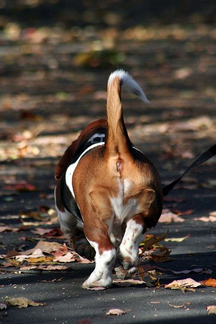 LOL. OK... this REALLY looks like my Cooper from behind!! :) Love it Dog Back View, Animal Butts, Basset Dog, Disabled Dog, Basset Hound Dog, Bassett Hound, Basset Hounds, Loyal Dogs, Dog Rules