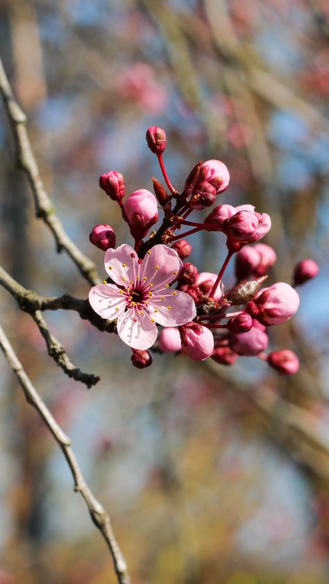 Cherry Blossom Pictures, Aesthetic Tumblr Backgrounds, Flower Road, Nature Iphone Wallpaper, Iphone11 Pro, Cherry Flower, Cherry Blossom Flowers, Hd Background, Best Iphone Wallpapers