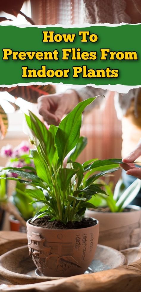 Are you tired of dealing with annoying flies buzzing around your indoor plants? Look no further! With these simple and effective methods of How To Prevent Flies From Indoor Plants & Get Rid Of Them, you can keep those pesky flies at bay and ensure your plants stay healthy and fly-free. Plant Fly Trap, Indoor Cactus Plants, Natural Repellent, Indoor Cactus, Small Vegetable Gardens, Plant Care Houseplant, Plant Fungus, Vegetable Gardens, Growing Plants Indoors