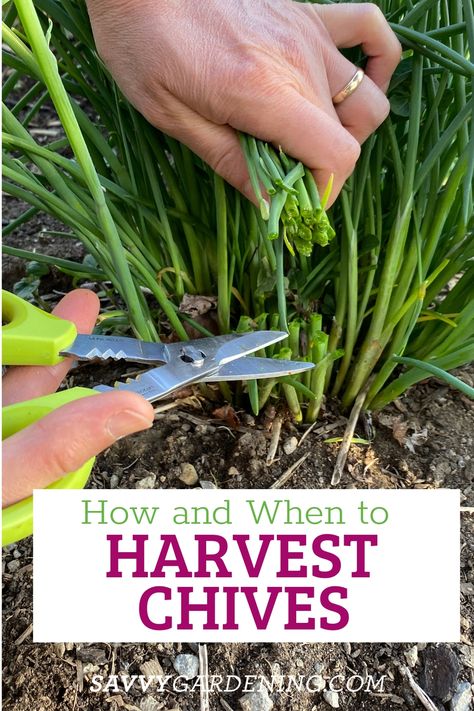 How to Harvest Chives From the Garden or Container Plantings How To Harvest Chives, Harvesting Chives, Growing Chives, Garden Preparation, Chives Plant, Chive Flower, Fall Planting, Herb Garden In Kitchen, Herbs Garden