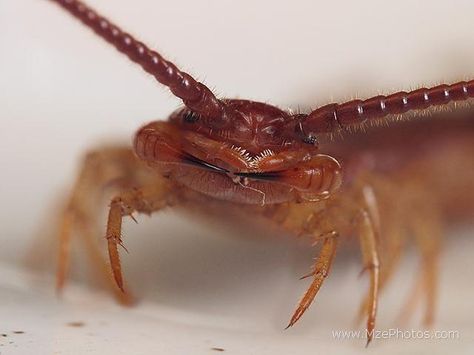 House centipede face House Centipede, Macro Photography Insects, Insect Unit, Centipedes, Pictures Of Insects, The Giant Peach, Cool Bugs, Beautiful Bugs, Creepy Crawlies