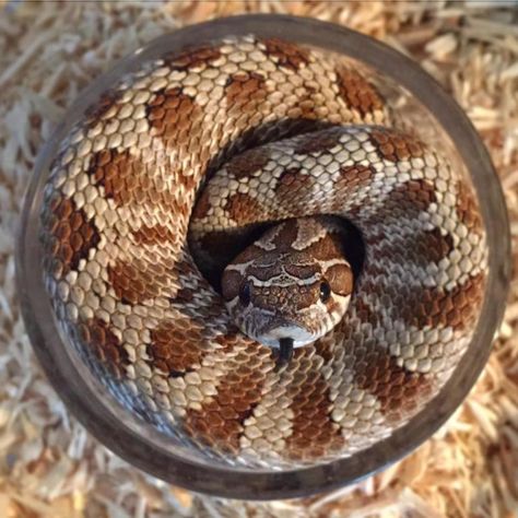 What Do Hognose Snakes Eat? — hognose snake curled up in its water bowl Western Hognose, Western Hognose Snake, Up Illustration, Hognose Snake, Baby Snakes, Cool Snakes, Creepy Crawlers, Sleeping Animals, Snake Venom