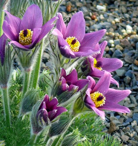 South Dakota State Flower, Pasque Flower, Red Granite, Pulsatilla Vulgaris, Primula Vialii, Flower References, Flower Portrait, Filipendula Vulgaris, Italian Job