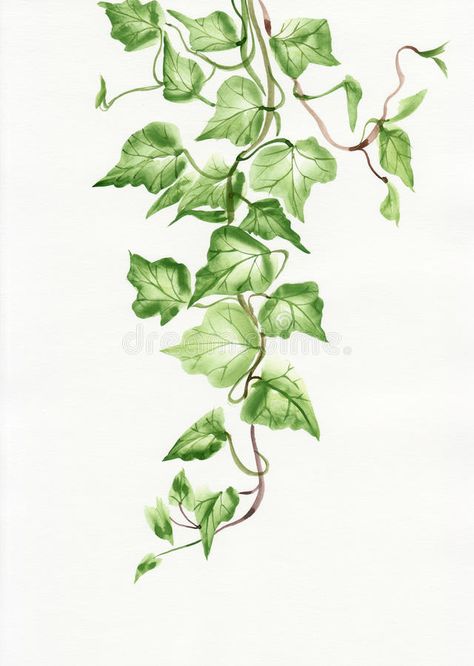 Ivy leaves. Watercolor painting of green ivy branches and leaves on white stock illustration Lukisan Pokok, Hur Man Ritar Blommor, Vine Drawing, Leaves Watercolor, Ivy Leaves, Ivy Plants, Green Ivy, Leaf Drawing, Hur Man Målar