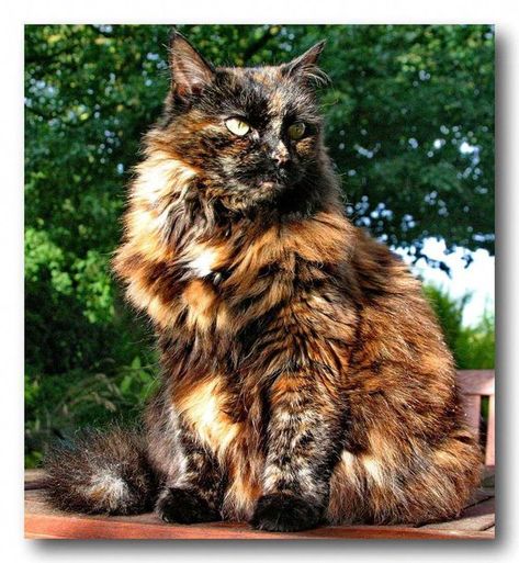 Cats Calico, Sassy Cats, Viking Heritage, Tortie Cats, All Types Of Cats, Crochet Organizer, Tortoiseshell Cat, Tortoise Cat, Cat Whisperer