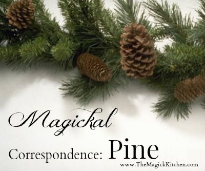 As we enter the season of Yule, pine becomes a critical element in our home décor as a powerful symbol of the season. Pine is sacred to the Horned God and is used in protection and purification incenses and bath sachets.  Pine cones and nuts are used in fertility spells and pine branches are used to cleanse the home of baneful influences. Pine Witchcraft, Pine Cone Magical Properties, Pine Magical Properties, Yule Inspiration, Yule Sabbat, Holistic Herbs, Magick Rituals, Magickal Correspondences, Magical Ingredients