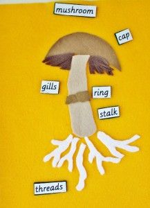 Montessori inspired: Parts of a Mushroom DIY Felt Puzzle. Parts Of A Mushroom, Botany Lessons, Montessori Botany, Felt Puzzle, Mushroom Nature, Montessori Science, Preschool Garden, Montessori Elementary, Montessori Lessons