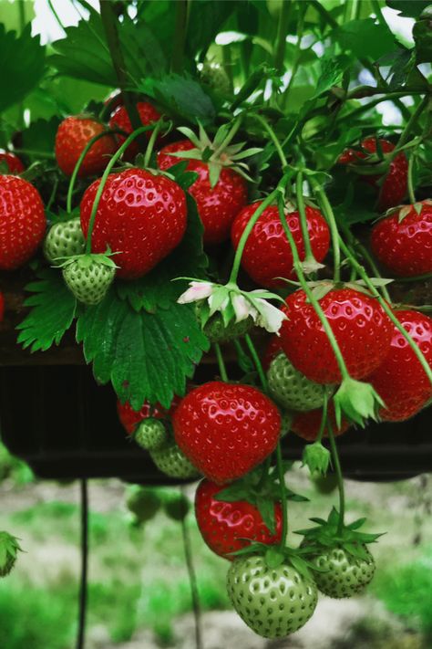 Backyard Simple, How To Grow Strawberries, Types Of Strawberries, Everbearing Strawberries, Strawberry Varieties, Grow Strawberries, Vegetables Photography, Berry Plants, Backyard Plants