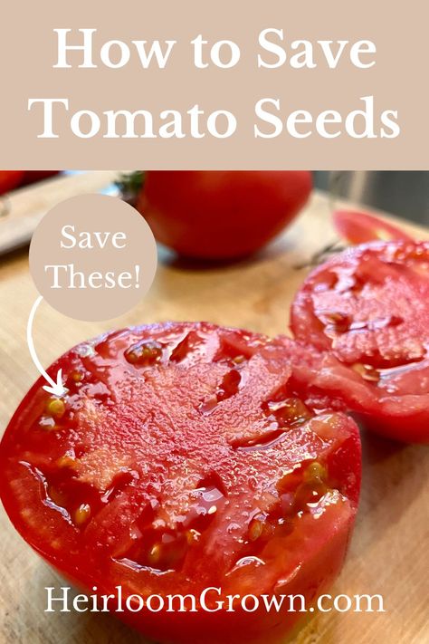 Learn just how easy it can be to save your own tomato seeds! Everyone wants to have free vegetable plants and this is how you do it. Saving Tomato Seeds, How To Store Tomatoes, Plant Tags, Seed Saving, Tomato Seeds, Ripe Tomatoes, Tomato Plants, Organic Fertilizer, Heirloom Tomatoes