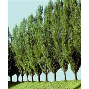 Poplar Tree | Theves Poplar Tree Hybrid Poplar Tree, Lombardy Poplar, Growing Trees, Privacy Trees, Poplar Tree, Columnar Trees, Privacy Plants, Wind Break, Privacy Landscaping