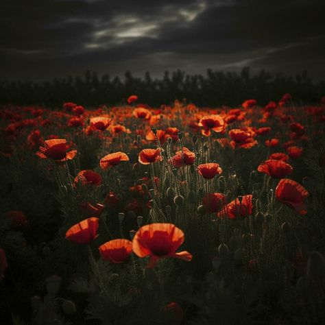 Dramatic Poppy flowers field. Anzac day banner. Remember for Anzac, Historic war memory. Anzac background. Poppy field, Remembrance day. , generate ai November Wallpaper, Canadian Soldiers, Flowers Field, Poppy Fields, Remembrance Sunday, Armistice Day, Poppy Flowers, Wedding People, Anzac Day