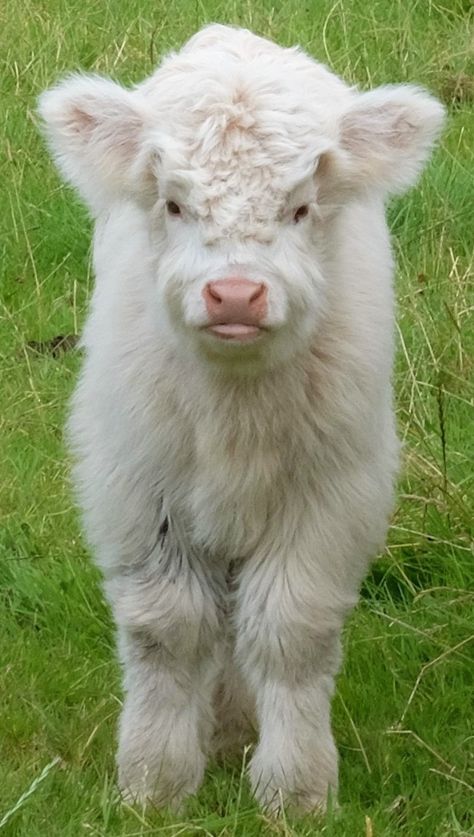 Mini Goats, Highland Calf, Scottish Cow, Cow Photos, Mini Cows, Baby Highland Cow, Zoo Keeper, Scottish Highland Cow