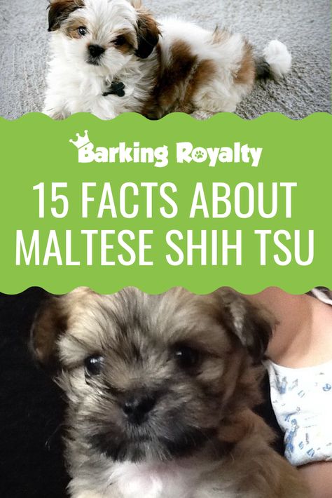 Shitzu Maltese Puppies, Malshi Dogs, Shih Tzu Maltese Mix Dogs, Maltese Shih Tzu Mix Puppies, Shih Tzu Names, Shitzu Maltese, Malshi Puppies, If You Mated A Bulldog And A Shitzu, Shitzu Mix