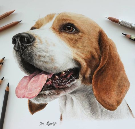 Dog Portrait Drawing, Beagle Art, Pencil Work, Puppy Drawing, 강아지 그림, Kittens And Puppies, Beagle Dog, Realistic Art, Color Pencil Art