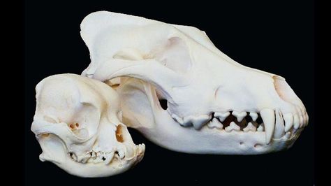 Dog species (Canis familiaris) have vastly different skull shapes, from the pug (foreground) to the gray wolf (background). Studies of the genetics that control these shapes could apply to humans, too, scientists say. (Jeff Schoenebeck) Dog Species, Background Studies, Dog Skull, Head Anatomy, Wolf Skull, Wolf Background, Vulture Culture, Animal Anatomy, Gray Wolf