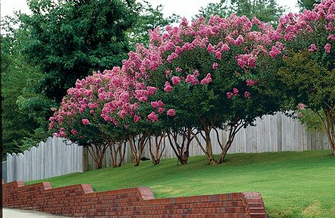 Fence Shrubs, Blooming Backyard, Crepe Myrtle Trees, Myrtle Tree, Crepe Myrtle, Crape Myrtle, Have Inspiration, Garden Trees, Flowering Trees