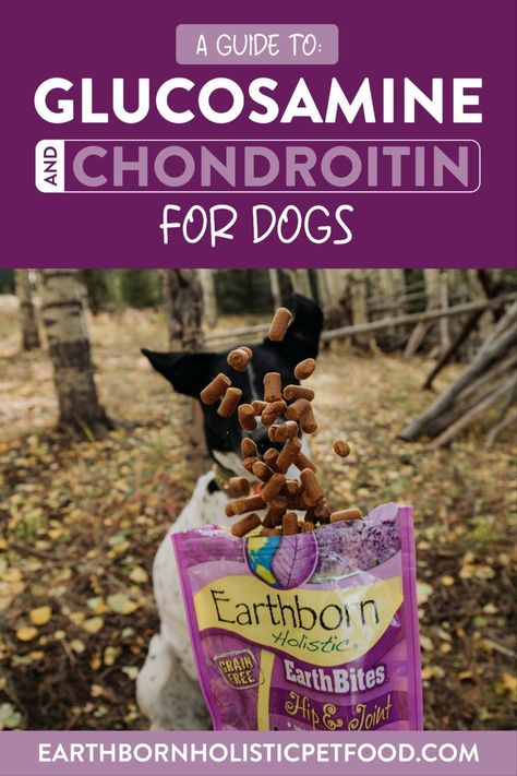 It’s vital to take some extra steps to keep your dog’s joint health in good condition. One of the best things to do is give them glucosamine and chondroitin for dogs. Find out how glucosamine and chondroitin in dog food will keep your pet healthy. Glucosamine For Dogs, Cat Tips, Nice Life, Dog Joints, Dog Cleaning, Dog Nutrition, Animal Nutrition, Adorable Dogs, Regular Exercise