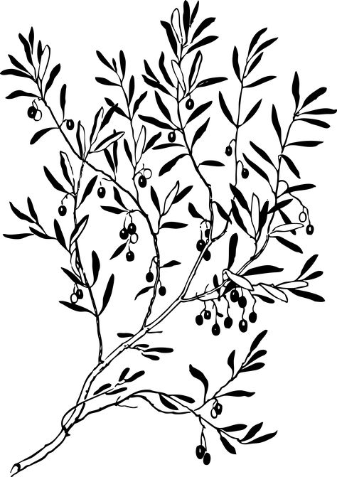 olive branch 1 black white line art coloring book ... - ClipArt Best - ClipArt Best Olive Tree Tattoos, Tree Branch Tattoo, Fairy Tree Houses, Branch Tattoo, Folk Painting, Tree Clipart, Tattoo Stencil Outline, Leaf Drawing, Botanical Illustrations