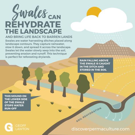 Swales can be used across all climates and soil types, but they work particularly well in drylands. To learn all about them, watch Geoff's lecture on swales — a preview of his Online Permaculture Designer Course — on his youtube channel youtube.com/GeoffLawtonOnline Swales Permaculture, Geoff Lawton, Soil Types, Composting At Home, Permaculture Gardening, Agriculture Farming, School Garden, Composting, Types Of Soil