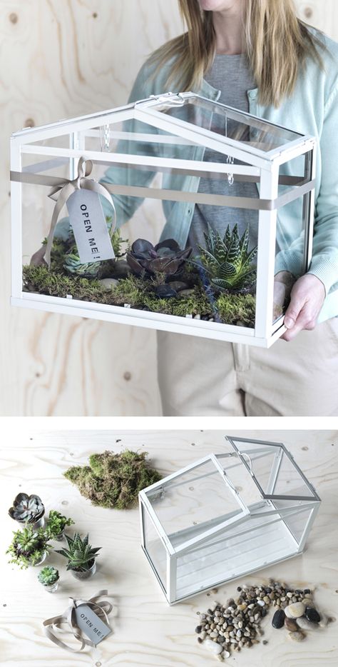 A woman carries an IKEA SOCKER greenhouse filled with moss and succulents. Ikea Socker, Cactus Terrarium, Glass Bookcase, Diy Greenhouse Plans, Indoor Greenhouse, Backyard Greenhouse, Greenhouse Plans, Mini Greenhouse, Diy Greenhouse