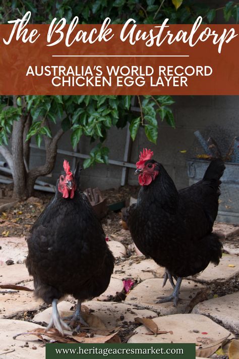 Astralorpe Chicken, Black Orpington Chickens, Black Astrolorps Chicken, Astrolorps Chicken, Black Australorp Chickens, Australorp Chickens, Garden Chickens, Chicken Egg Colors, Australorp Chicken