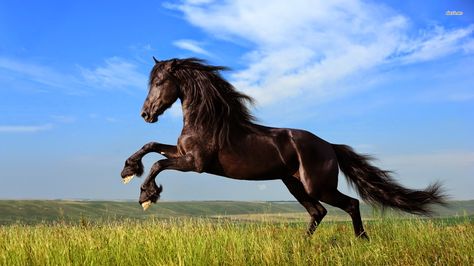 Feng Shui Good Fortune Symbol #4 the Horse Running Horse, Horse Wallpaper, Feng Shui, Wallpapers, Running, Black