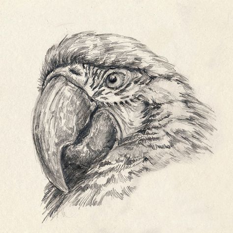 Macaw Drawing, Macaw Sketch, Macaw Parrot Drawing, Parrot Sketch Pencil, Bird Sketch Realistic, Hawk Drawing Sketches, Parrot Drawing Colored Pencil, African Grey Parrot Sketch, Bird Pencil Drawing