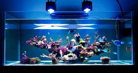 reef on Pinterest | Aquascaping, Aquarium and Fish Tanks Reef Tank Design, Reef Aquascaping, Reef Tank Aquascaping, Saltwater Aquarium Setup, Nano Reef Tank, Off The Deep End, Marine Fish Tanks, Saltwater Aquariums, Saltwater Aquarium Fish