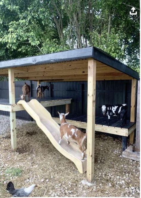 Goat And Pig Pen, Building Pig Pens, Fence For Goats Ideas, Farm Pasture Layout, Simple Goat Pen, Farm Animal Pen Ideas, Building A Goat Pen, Goat Play Structures, Farm Animal Shelter Ideas