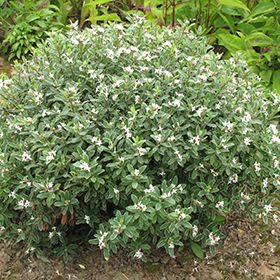 Daphne Plant, Alpine Garden, Sandy Soil, Outdoor Pots, Landscaping Design, Evergreen Shrubs, Salt Lake City Utah, Front Yard Landscaping Design, Landscaping Plants