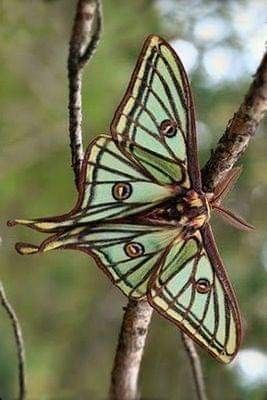 Papillon Butterfly, Moth Caterpillar, Beautiful Bugs, Butterfly Pictures, Luna Moth, Butterfly Kisses, Airbrush Art, Arte Inspo, Bugs And Insects