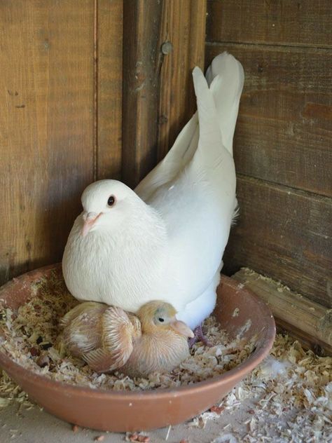 Pet Pigeon, Cute Pigeon, Pigeon Pictures, Homing Pigeons, Pigeon Loft, White Pigeon, Pigeon Breeds, Dove Pigeon, Dove Pictures