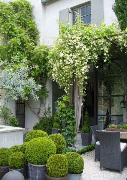 Boxwood Garden, Apartment Garden, Garden Boxes, Courtyard Garden, Back Garden, Balcony Garden, Small Gardens, Backyard Landscaping Designs, Front Garden