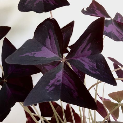 Inspiring and helping you to create better spaces with indoor plants.  #purpleoxalis #oxalis #oxalisplant #bestindoorplants #easyindoorplants #homedecor #indoorplants #houseplants Oxalis Plant, Purple Oxalis, Beautiful House Plants, Purple Shamrock, Wandering Jew Plant, Arrowhead Plant, Goth Garden, Beautiful Leaves, Gothic Garden