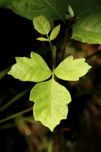 Poison Oak Removal: Learn How To Get Rid Of Poison Oak Plants - When you have poison oak growing near your house, your thoughts turn to poison oak removal. Unfortunately, getting rid of poison oak is not an easy matter. Complete eradication is impossible, but control options in this article should help. Poison Sumac Plant, Poison Oak Plant, Poison Oak Rash, Ivy Plant Indoor, Poison Ivy Plants, Poison Ivy Remedies, Poison Oak, Ivy Plants, Plant Tattoo